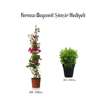 Kırmızı Renk Begonvil Sarmaşığı 50-70cm Çalı Şimşiri Dış Mekan Bitkileri