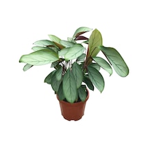Ctenanthe Setosa 'silver Star' Dua Çiçeği