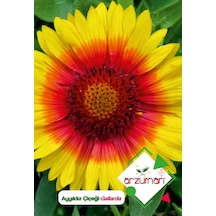 Arzuman Ay Yıldız Gaillardia Çiçek Tohumu 50 Adet