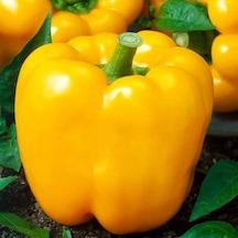5 Adet Sarı Dolma Biber Fidesi