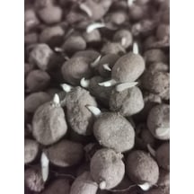 Atakum Salep 100 Adet Salep Yumrusu Tohumu -