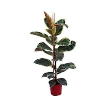 Videolu 1 Adet Alacalı Kauçuk Çiçeği Fidanı 70-100cm Tüplü Çiçekli Bodur Bitkiler Ficus Elastica