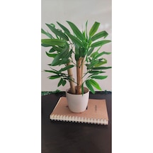 Rüzgar Çiçekçilik Saksıda Bambu Yeşil