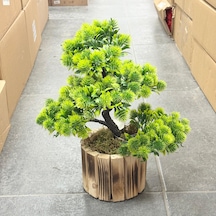 Konak Züccaciyesaksılı Bonzai Kestane Ağaç Orta 40 Cm