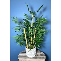 Saksıda Bambu Ağacı Koyu Yeşil 65 Cm