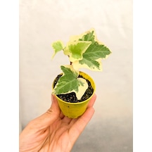 Mini Saksıda Hedera Helix Sarmaşığı Beyaz Alacalı
