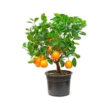 Bodur Portakal Bonzai Ağacı Tohumu 5 Adet Bonsai Ağacı Tohumu
