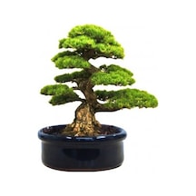 Bodur Fıstık Çamı Bonzai Ağacı Tohumu 2 Tohum + Bonsai Toh