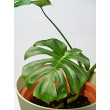 Videolu Deve Tabanı Bitkisi 1 Adet Saksılı 60-100 Cm Iç Mekan Salon Bitkisi Monstera Deliciosa
