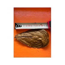 Catappa Yaprağı 9-12cm M 1 Adet