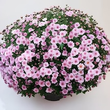 Özel Tür Bransmart Pink Kasımpatı Krizantem Çiçeği Fidesi 1 Adet