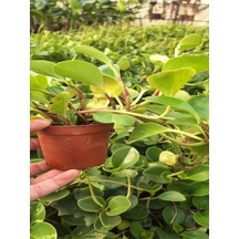 Zümrüt Dalgası Çiçeği Fidanı 1 Adet Saksılı Sarmaşık Bitki 15-30cm Peperomia
