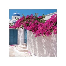 Bodur Begonvil Bougainvillea Ev - Balkon Begonvil 10-20 Cm