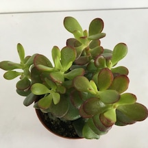 Küçük Boy Crassula Ovata Para Çiçeği 10-20 Cm