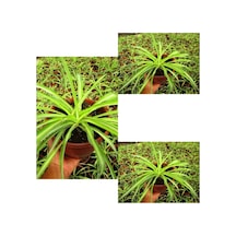 Videolu Kurdele Çiçeği 3 Adet Saksılı/ Tüplü 15-25 Cm Bahçe-salon Bikisi Chlorophytum