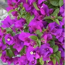 Serada Decor Plant Begonvil Sarmaşığı - Mor Bougainvillea Alexandra