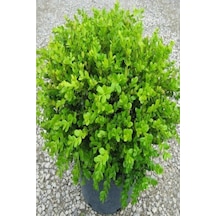 Buxus Sempervirens Şimşir Fidesi Fidanı 5 Adet 20-30 Cm
