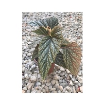 Saksılı Çilli Begonya Fidanı Canlı Çiçek 10-20 Cm