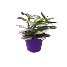 Tradescantia 'Nanouk' (Telgraf Çiçeği) Ø8,5 CM Y10-15 CM