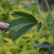 Tohum Nadir Bulunan Küstüm Çiçeği Tohumu Küsen Çiçek Tohumu 5 Adet