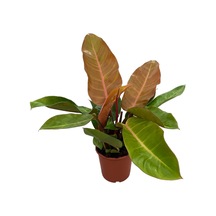 Philodendron 'Prince Of Orange' Ø17 CM Y40-45 CM