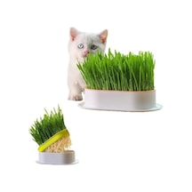 Doğal Kedi Çimi, Tüy Yumağı Önleyici Plastik Kâse İle