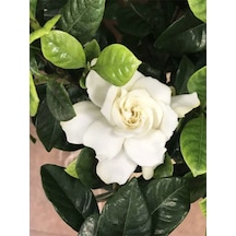 Videolu Kokulu Gardenya Çiçeği 1 Adet Saksılı 30-50cm Ev Ofis Bitkisi Jasminoides