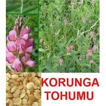 Korunga Tohumu 2000 Adet