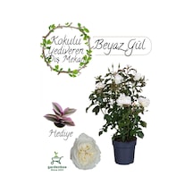Canlı Beyaz Gül Fidanı Saksıda 30-50cm Pembe Telgraf Çiçeği
