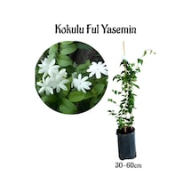 Yoğun Kokulu Ful Yasemin Çiçeği Sarmaşık Bitki 30-50cm Jasminum Grandiflorum