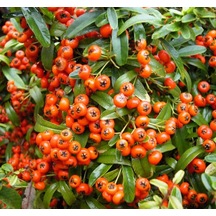 Bahçevilya 2 Yaşında Kırmızı Bodur Ateş Dikeni Fidanı