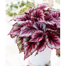 Pembe Alaca Yapraklı Begonya Rex Tango Begonia