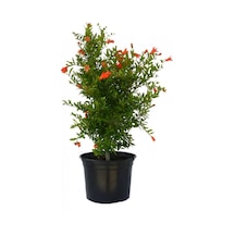 Videolu Bodur Süs Narı 1. Kalite 30-60 Cm Saksılı Çiçekli Bodur Bitkiler Pomegranate Tree
