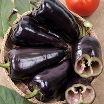 Ata Tohum Geleneksel Black Knight Siyah Kapya Tatlı Biber Tohumu 15 Tohum