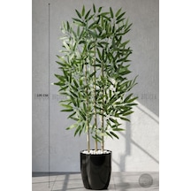 110 Cm Bambu Ağacı Siyah Yakut Saksıda