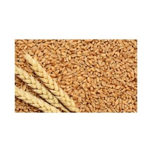 İşlenmemiş Buğday 1 Kg Topraktan Halka