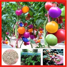 Gökkuşağı Cherry Domates Tohumu Regarenk Domates Tohumu Ekim Seti 10 Adet Tohum + Saksı+toprak
