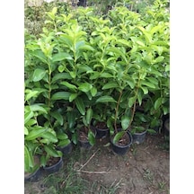 Saksıda Kartopu Viburnum Lucidum Fidanı 80-110 Cm 1 Adet Doğal Çit Duvar