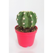 Echinopsis Subdenudata Özel Tür 8.5 CM Kırmızı Kaktüs