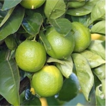 10 Adet Tohum Nadir Yeşil Limon Ağacı Ağaç Tohumu Saksı Toprak Hediyemiz