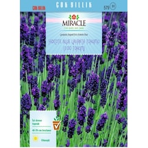Miracle Hidcote Blue Lavanta Tohumu 100 Tohum