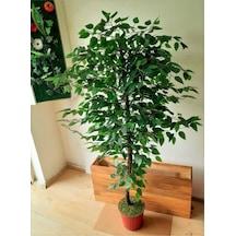 Yapay Benjamin Ağacı 1.60 Mt Boy Ficus Benjamia Islak Canlı Doku Doğal Görünüm Yeşil Karışık