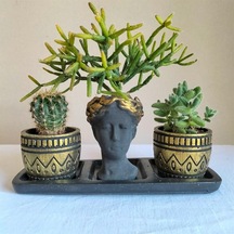 Kaktüs & Rhipsalis & Sedum 3'lü Sukulent Seti | Helen Siyah & Gold Seri