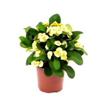 Serada Decor Plant Euphorbia Milii Dikenler Tacı Çiçekli Sarı Kaktüs 1.kalite Özel Ürün