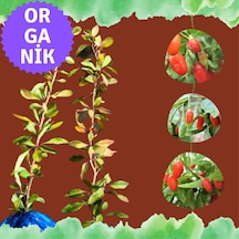 Organik Goji Berry Fidanı Kurtüzümü 2adet- Sarmaşık Türü