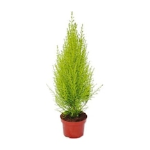 Limon Servi Fidanı 20-30 Cm