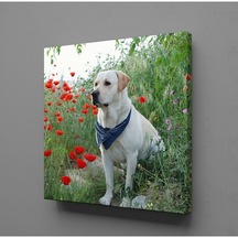 Technopa Kırmızı Çiçeklerin Arasında Beyaz Köpek Kanvas Tablo 100x100cm Model:xc3921