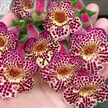 Özel Çeşit Ni's Whence Kohleria Japon Küpelisi Çiçeği Fidesi Mini Potta