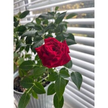 Kırmızı Kokulu Yediveren Gül Fidanı 30 60 Cm Saksılı 1 Adet Aşılı Gül Red Rose