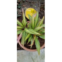 Cordyline Fruticosa Saksılı Salon Bitkisi